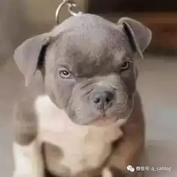  爱宠物狗狗听到去洗澡和出去玩的时候,这表情反差也太大了