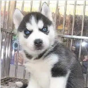 哈士奇犬搞笑图片撕毁