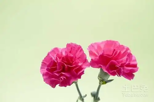  教师节给老师送什么花教师节送花推荐