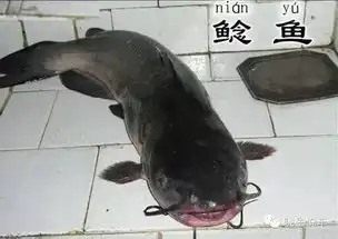  迈锐宝xl的最大亮点在哪里就一个且搞笑的