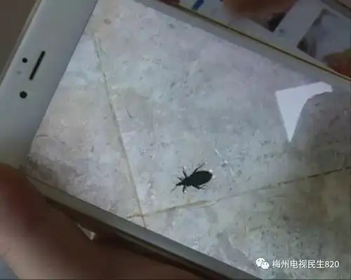  吓人梅城惊现网红锥蝽虫,能传播新型艾滋,抓到一只还奖8元