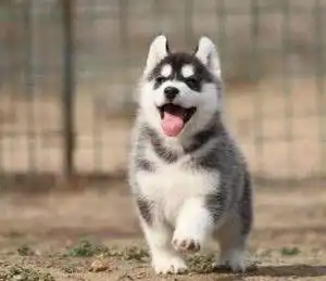  主人买回家二哈玩偶,结果家里的二哈吃醋了铲屎的你又养小的