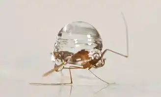  鹭卓俩胳膊给蚊子整了满满的包胳膊上被蚊子咬的肉疙瘩剧痒越抓越硬是怎么回事