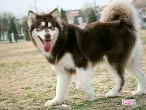哈士奇犬搞笑图片雪橇三傻