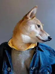  汪星人叱咤时尚界柴犬开博客秀搭配