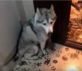  拆家小能手都在这里了你家汪上榜了吗