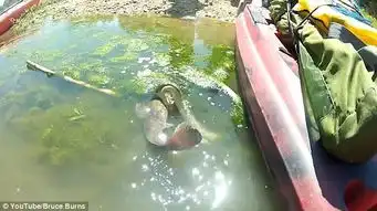  水蛇与鲶鱼较量胜负难料