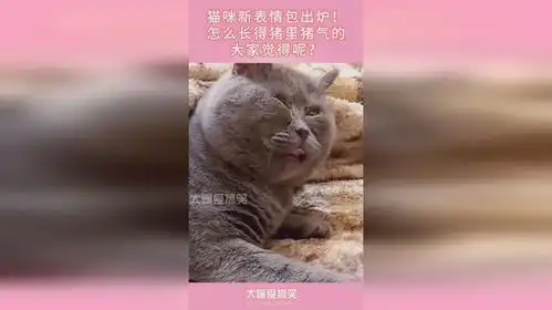  猫咪新表情包出炉怎么长得猪里猪气的,大家觉得呢