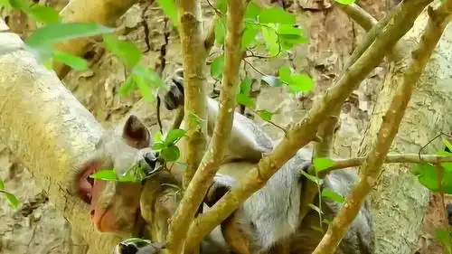 母猴带着小猴子在树上睡觉,真是够心大的,也不怕把小猴子摔了  母猴带着小猴子在树上睡觉,真是够心大的,也不怕把小猴子摔了