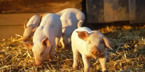 生猪阳光普照白羽鸡寒冬料峭售价刷新两年半新低,说好的与猪同行呢  生猪阳光普照白羽鸡寒冬料峭售价刷新两年半新低,说好的与猪同行呢