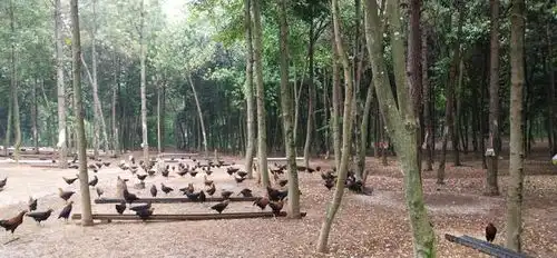  南昌大力发展林下经济走出一条产业得发展林农得实惠企业出效益的林业产业发展之路