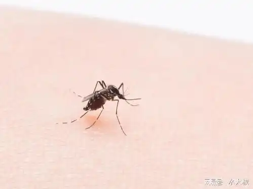  提醒蚊子最爱叮这两种人,究竟哪2种人看完涨知识了