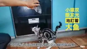  潘金莲大郎大喵,起来喝药上路了