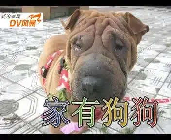  曼妥思搞笑dv大赛作品狗狗与羊肉串