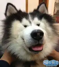 司机大叔,你是在用  司机大叔,你是在用