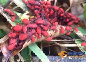  长安图书馆绿化带惊现怪虫密集恐惧症慎点
