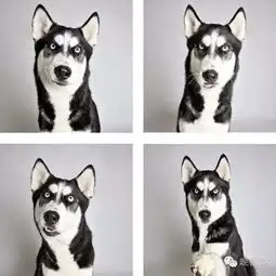  爱狗人士必看,萌犬融化你的心