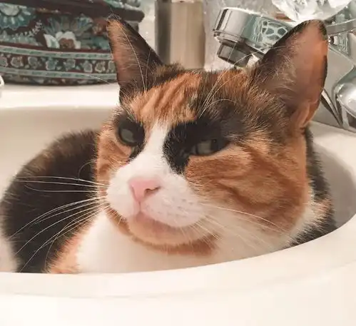 女孩救回一只浓眉猫,搞怪表情太萌了,真怀疑是不是偷偷练过  女孩救回一只浓眉猫,搞怪表情太萌了,真怀疑是不是偷偷练过