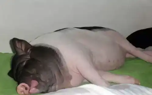  朋友买的宠物结果长成了大母,现急需转手...