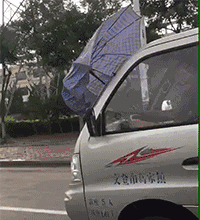  搞笑gif趣图听说猫可以预知地震,不知道是不是真的