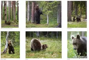 拯救不开心看搞笑野生动物摄影,最新得奖作品是这些  拯救不开心看搞笑野生动物摄影,最新得奖作品是这些