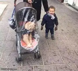  搞笑图片这结婚,伴娘有点多呀