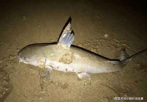  民间故事工人修建立交桥,挖到巨型海鲶鱼,老汉说准备虾和鱼鹰