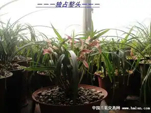 精品大红袍诚拍 精品大红袍诚拍