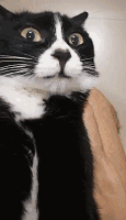  你笑点那么低,家里养的一定是只奶牛猫吧