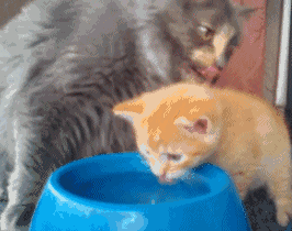 猫妈教小橘猫喝水,小猫高兴得咕噜咕噜清嗓子,太萌了  猫妈教小橘猫喝水,小猫高兴得咕噜咕噜清嗓子,太萌了