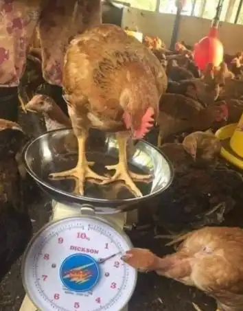  幽默段子小时候老家还是烧柴火,用大铁锅做饭的年代