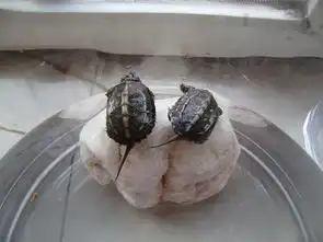  大家帮忙看看我这是什么乌龟啊