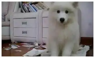哈士奇犬搞笑图片德牧
