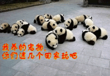 搞笑表情包动态图片送你