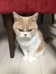  比网红不爽猫看起来更生气的猫咪koyuki