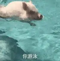 猪洗澡照片表情包