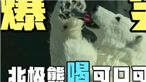  爆笑动物园天气太热,北极熊喝起了可口可乐,太搞笑了