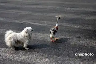  趣图鸭狗一家亲