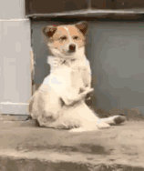 搞笑表情沙雕gif