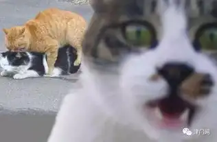  30张看到心情立刻好到飞上天的超萌搞笑动物照片