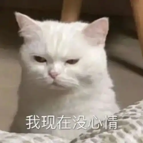  不知所措丨第795期喵表情包