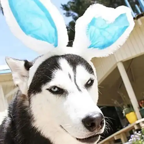 哈士奇搞笑照片