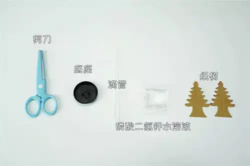  魔力科学小实验,铁树开花十年难遇,纸树开花只需一晚