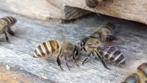 军训蜜蜂很听话哦  军训蜜蜂很听话哦