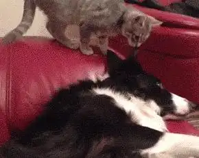 爆笑猫吃鱼你肯定见过,但鱼吃猫就没见过了吧  爆笑猫吃鱼你肯定见过,但鱼吃猫就没见过了吧