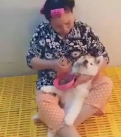 网友晒出奶奶照顾哈士奇的照片,简直是惨不忍睹,但惨的是狗  网友晒出奶奶照顾哈士奇的照片,简直是惨不忍睹,但惨的是狗