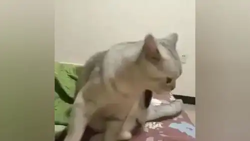  上热门爆笑视频