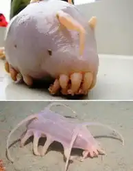  揭秘怪异海洋生物海猪