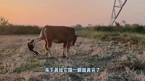  狗狗失误名场面,真的很搞笑又可爱