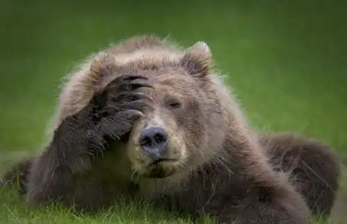 野生动物的日常超有戏20张加旁白更爆笑的趣味照片  野生动物的日常超有戏20张加旁白更爆笑的趣味照片